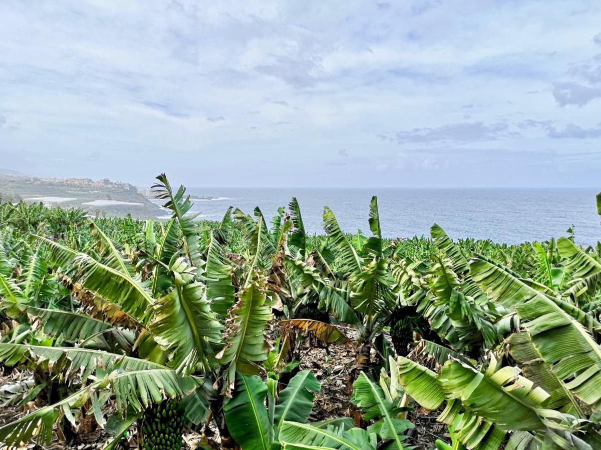 Banana Paradise La Orotava